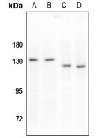 Rabbit anti-MERTK(pY749/681) Polyclonal Antibody