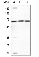 Rabbit anti-ZNF668 Polyclonal Antibody