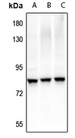 Rabbit anti-RRN3(pS649) Polyclonal Antibody