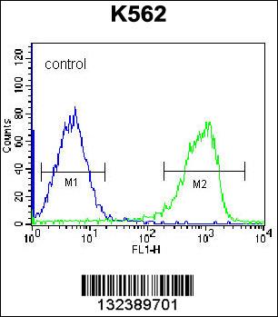 Rabbit anti-ZNF623 Polyclonal Antibody(C-term)