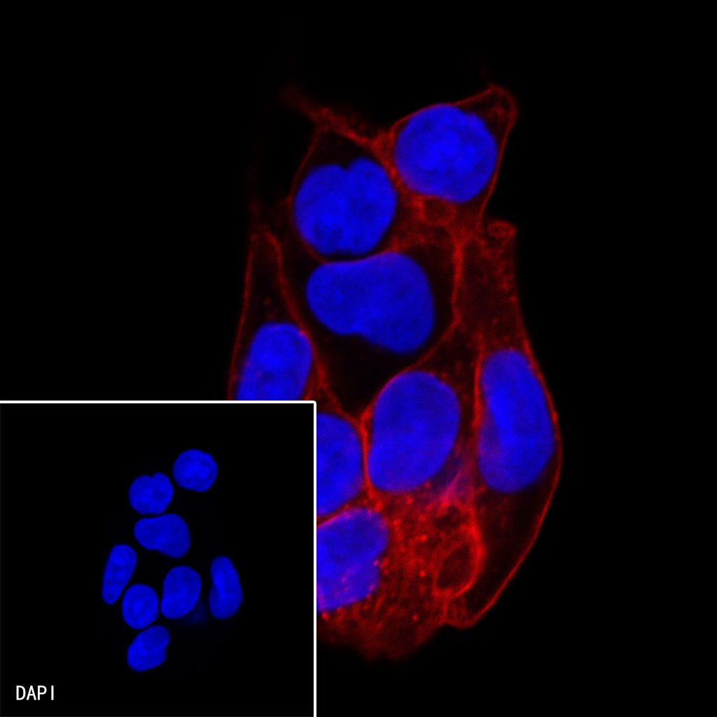 Rabbit anti-GLUT-1 Recombinant Monoclonal Antibody(AF594 Conjugate)(047-53)