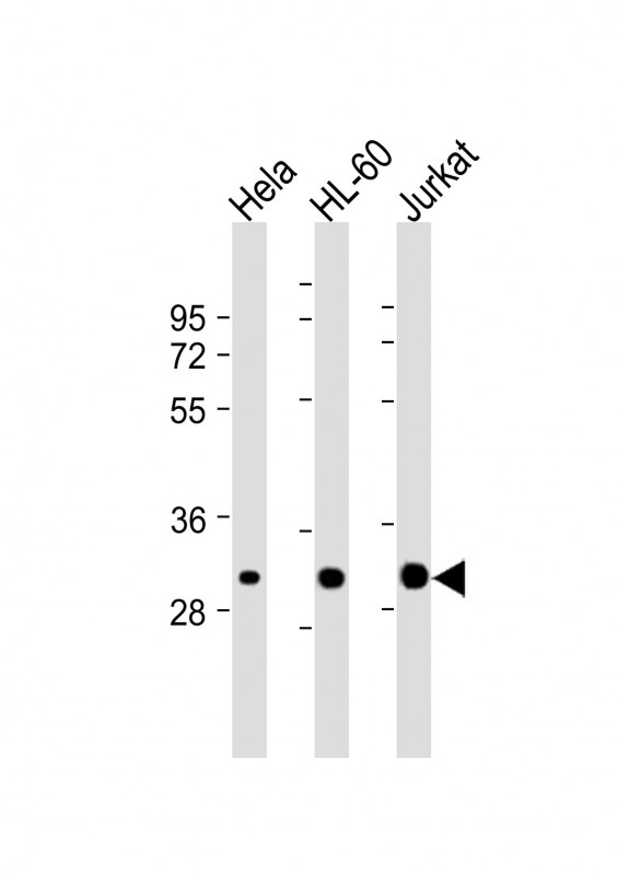 Mouse anti-CDK2 Monoclonal Antibody(1534CT665.36.16)