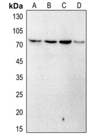 Rabbit anti-Artemis(pS516) Polyclonal Antibody