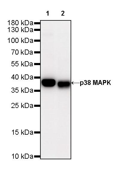 Rabbit anti-p38 MAPK Recombinant Monoclonal Antibody(S-508-19)