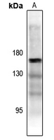 Rabbit anti-ASK1(pT838) Polyclonal Antibody