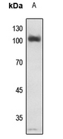 Rabbit anti-NF-kappaB p105(pS907) Polyclonal Antibody