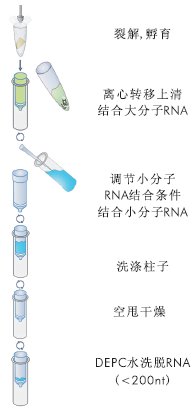 植物RNA小量提取试剂盒