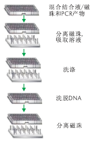 96孔板磁珠PCR产物纯化试剂盒
