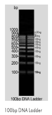 100bp DNA Ladder