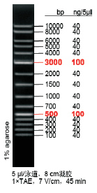 1kb DNA Ladder plus