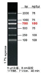 DL2000 DNA Marker