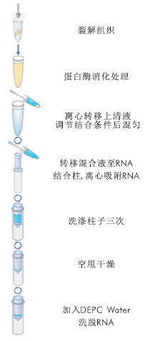 组织RNA提取试剂盒