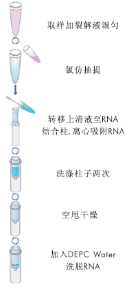 X-Press血液RNA提取试剂盒