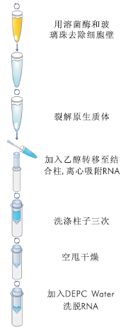 细菌RNA小量提取试剂盒