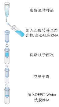 病毒RNA提取试剂盒