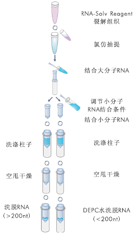 miRNA 提取试剂盒