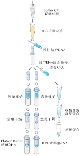 DNARNA蛋白质共提取试剂盒
