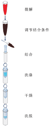 全血DNA小量提取试剂盒