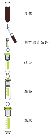 全血DNA中量提取试剂盒