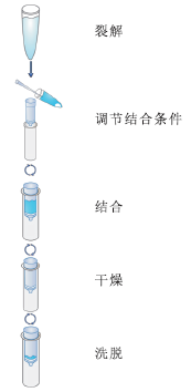 病毒DNA提取试剂盒