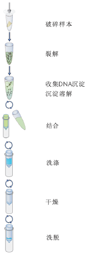 植物DNA小量提取试剂盒