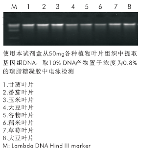 97孔板植物DNA提取试剂盒