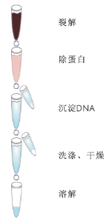 SQ血液DNA提取试剂盒