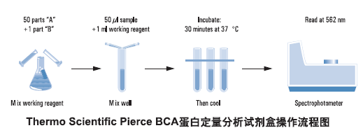 BCA蛋白定量分析试剂盒（BCA Protein Assay Kit） PIERCE