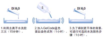 GelCode蓝色染色试剂（ Blue Stain Reagent）500mL 24590 PIERCE