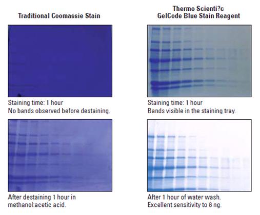 GelCode蓝色染色试剂（ Blue Stain Reagent）500mL 24590 PIERCE