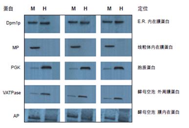 Mem-PER真核细胞膜蛋白抽提试剂盒(Eukaryotic Membrane Protein Extraction)  PIERCE 89826