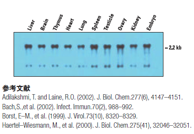 化学发光核酸检测试剂盒（Chemiluminescent Nucleic Acid Detection Module Kit 10 blots） 89880 PIERCE