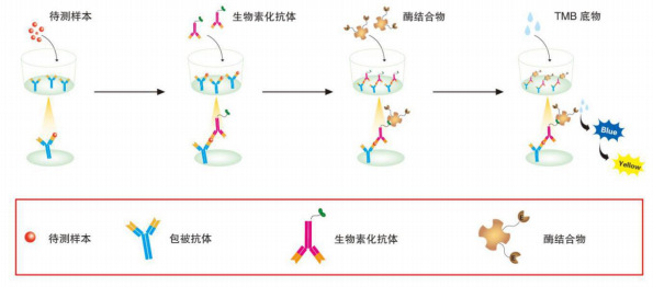 Human IL-5 ELISA KITSEKH-0012-96T