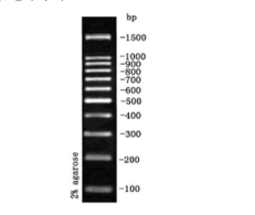 DNA Marker试剂 100bp DNA LadderM1200