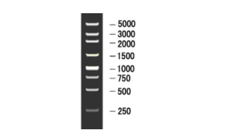 DNA Marker试剂 250 bp DNA LadderM1900
