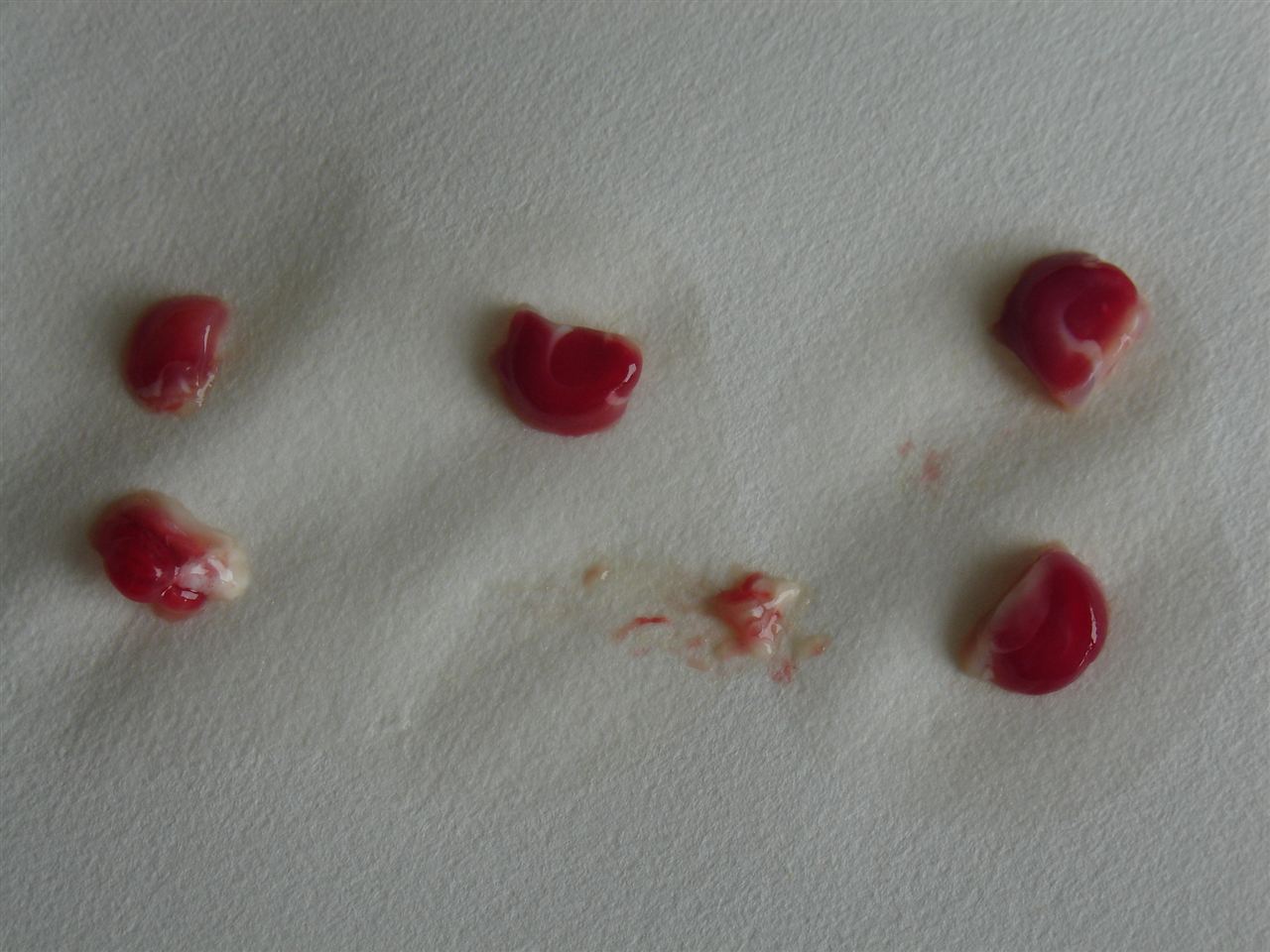 结晶紫染色剂（百分之0.1）G1063