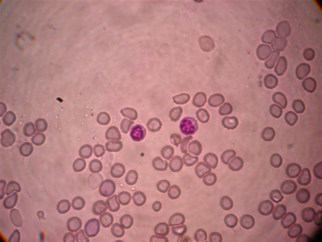 结晶紫染色剂（百分之0.1）G1063