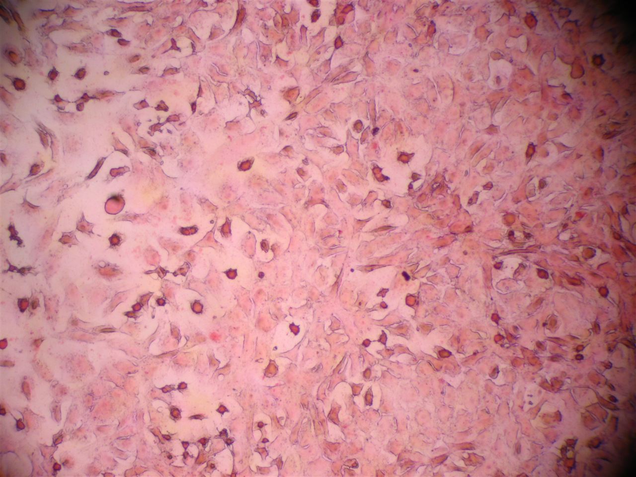瑞氏染色剂G1040