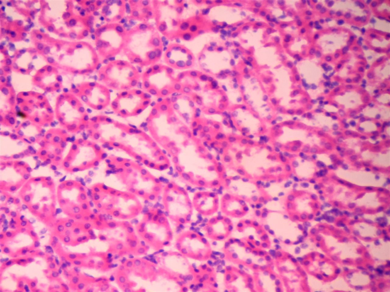 瑞氏染色剂G1040