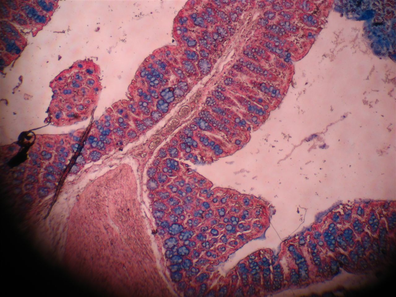瑞氏染色剂G1040