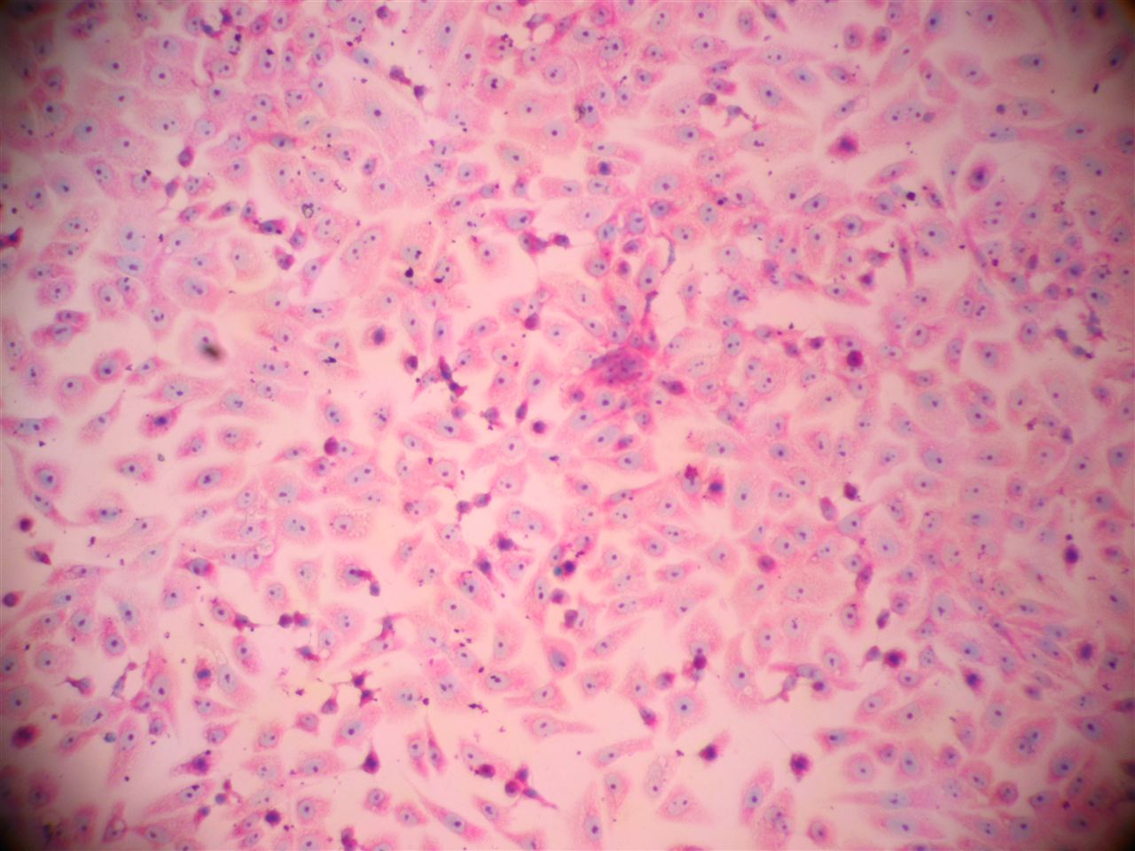 瑞氏染色剂G1040