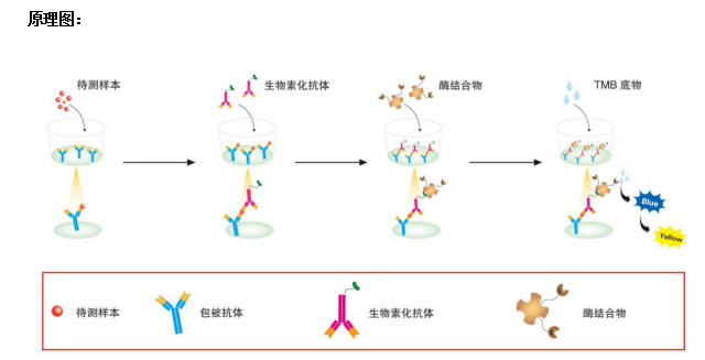 Mouse IL-6 ELISA KIT96T