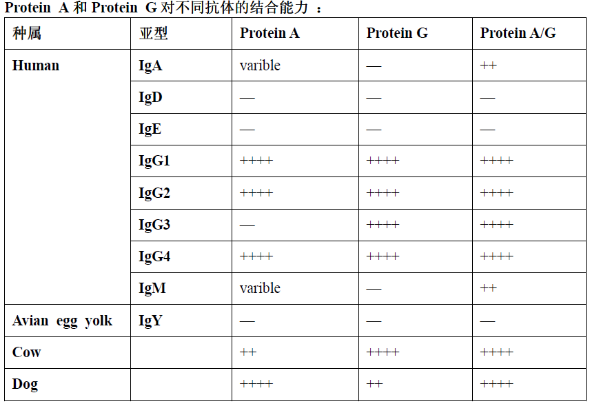 R8280 rProteinA/G Beads rProtein A/G 琼脂糖凝胶亲和层析介质
