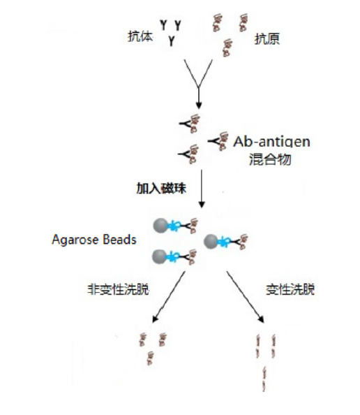 R8280 rProteinA/G Beads rProtein A/G 琼脂糖凝胶亲和层析介质